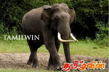 வீதி ஒன்றின் போக்குவரத்தை மூன்று நாட்களாக மூடியுள்ள காட்டு யானை