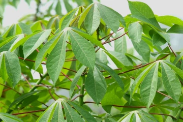 மரவள்ளி கிழங்கு  பறிக்க சென்றவருகு நேர்ந்த சோகம்