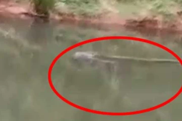 භයානක ලෙස දෙදරු පියා ගොදුරු කරගෙන සැගවුණු කිඹුලා..(VIDEO)