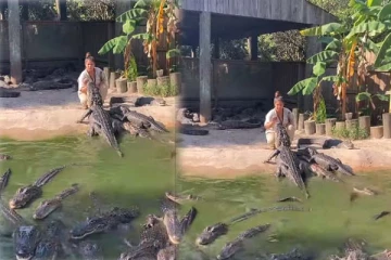 முதலைக் கூட்டத்தின் நடுவே பெண் கொடுத்த ஷாக்! புல்லரிக்க வைக்கும் காட்சி