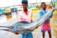 மீனவர்களின் வலையில் மாட்டிக்கொண்ட மயில் மீன்! எடை 50 கிலோ
