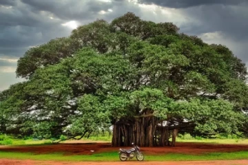 உலகின் 250 ஆண்டுகள் பழமையான ராட்சத ஆலமரம்: எங்கு உள்ளது தெரியுமா?