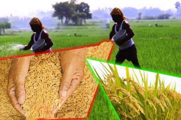 நெல் விலை தொடர்பில் அதிகாரிகளிடம் விடுக்கப்பட்டுள்ள கோரிக்கை (Video)