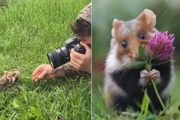 மாடலாக மாறி போட்டோஷூட் நடத்திய எலி! சொக்க வைத்த அரிய வீடியோ