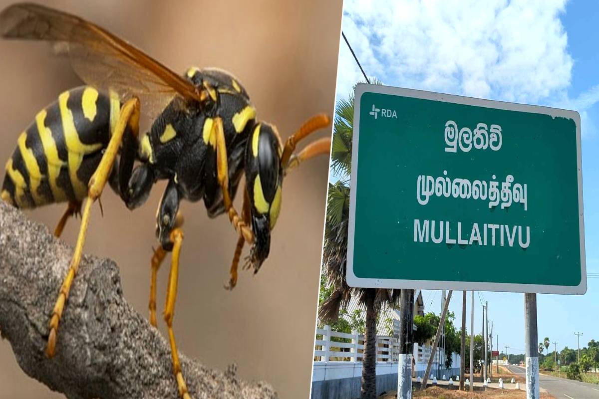 முல்லைத்தீவில் குளவி கொட்டுக்கு இலக்காகிய மாணவர் வைத்தியசாலையில் அனுமதி | Student Mullaitivu Admitted To Hospital
