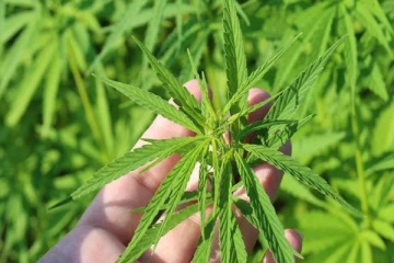 இலங்கையில் கஞ்சா தொடர்பில் அரசாங்கம் எடுத்துள்ள அதிரடி முடிவு!