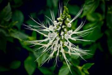 சிறுநீரக பிரச்சினையை ஒரே வாரத்தில் சரிசெய்யும் பூனை மீசை மூலிகை செடி! (VIDEO)