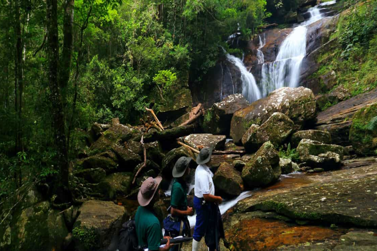 நாளை முதல் மூடப்படும் சிங்கராஜ வனம் ; மக்களுக்கு வெளியான அறிவிப்பு | Singaraja Forest To Close From Tomorrow நாளை முதல் மூடப்படும் சிங்கராஜ வனம் ; மக்களுக்கு வெளியான அறிவிப்பு | Singaraja Forest To Close From Tomorrow