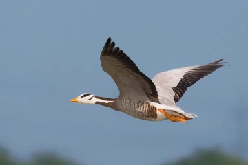 உலகில் மிக உயரமாக பறக்கும் பறவை எது தெரியுமா?