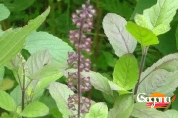 වෛරස් උණෙන් ගොඩ එන්න බැරුව ඉන්න ඔබ වෙනුවෙන්...