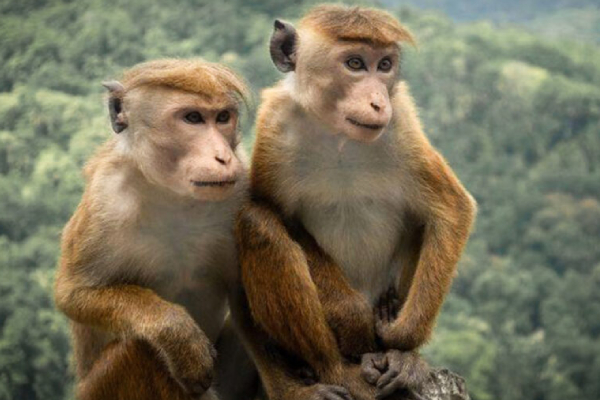 நிறுவப்படும் இலங்கையின் முதல் குரங்குகள் தடுப்பு மையம்! | Sri Lanka S First Monkey Detention Center