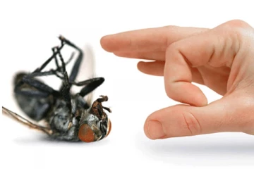 ගෙවල් කෘමි සතුන්ගෙන් ආරක්‍ෂා කරගත හැකි උපක්‍රම