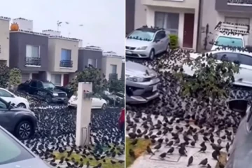 ஜப்பானில் ஏற்பட்ட விசித்திர நிகழ்வு; தீவு முழுவதும் சூழ்ந்த காகங்கள்!