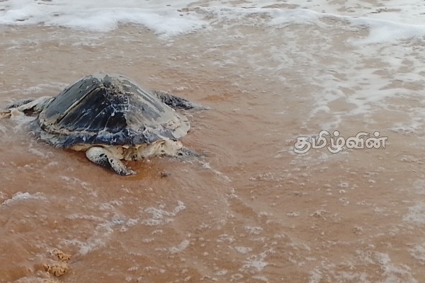 இறந்த நிலையில் கரை ஒதுங்கிய கடல் ஆமைகள் | Dead Sea Turtle Washed Ashore