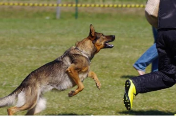 யாழில் இராஜாங்க அமைச்சர் லொஹான் ரத்வத்தயை நோக்கிப் பாய்ந்த நாய் சுட்டுக்கொலை (Video)