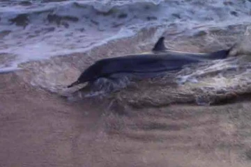 உயிருடன் கரை ஒதுங்கிய இரு டொல்பின்கள்!