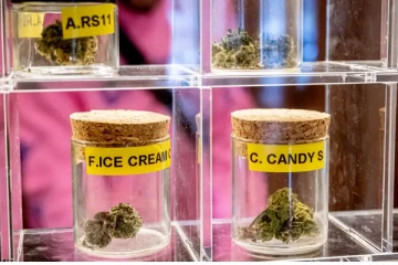 கஞ்சா செடி வளர்ப்பு தொடர்பில் ஜேர்மனி எடுத்துள்ள முடிவு: கொண்டாடும் ஒரு கூட்டம்