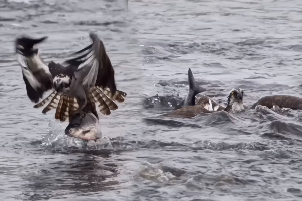 Viral Video: மிகப்பெரிய மீன் இப்படி மிஸ் ஆகிடுச்சே... பரிதாப நிலையில் கழுகு | Eagle Hunt Very Big Fish But Escape