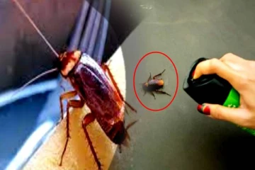 இரவானால் கரப்பான் பூச்சி தொல்லையா? அப்போ இந்த ஸ்ப்ரே செய்து யூஸ் பண்ணுங்க..!