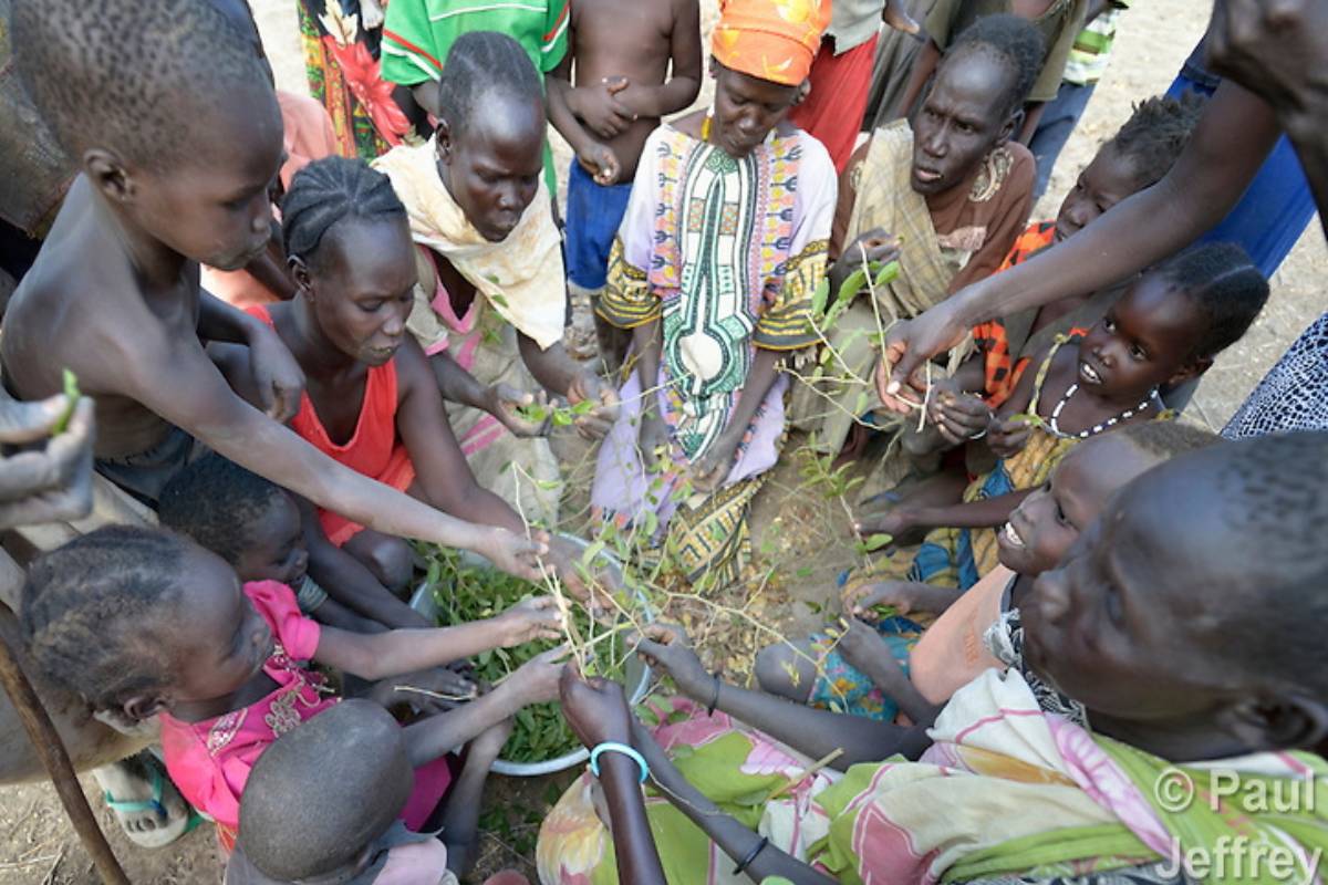போரினால் ஏற்பட்டுள்ள பஞ்சம் - இலைதழைகளை உண்டு வாழும் மக்கள் | Sudan People Eat Leaves Grass In Hungry Due To War