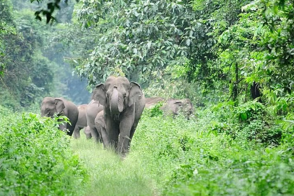வனவளங்கள் அதிகாரி இடமாற்றம் பெற முயற்சி! பிரதியமைச்சர் ஒருவரின் அழுத்தமே காரணம் என தெரிவிப்பு | Attempt Get Transfer Of Forest Resources Officer