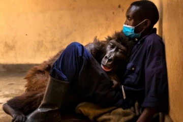 தோளில் சாய்ந்தபடி உயிரை விட்ட கொரில்லா: நெஞ்சை உருக்கும் சோகம்