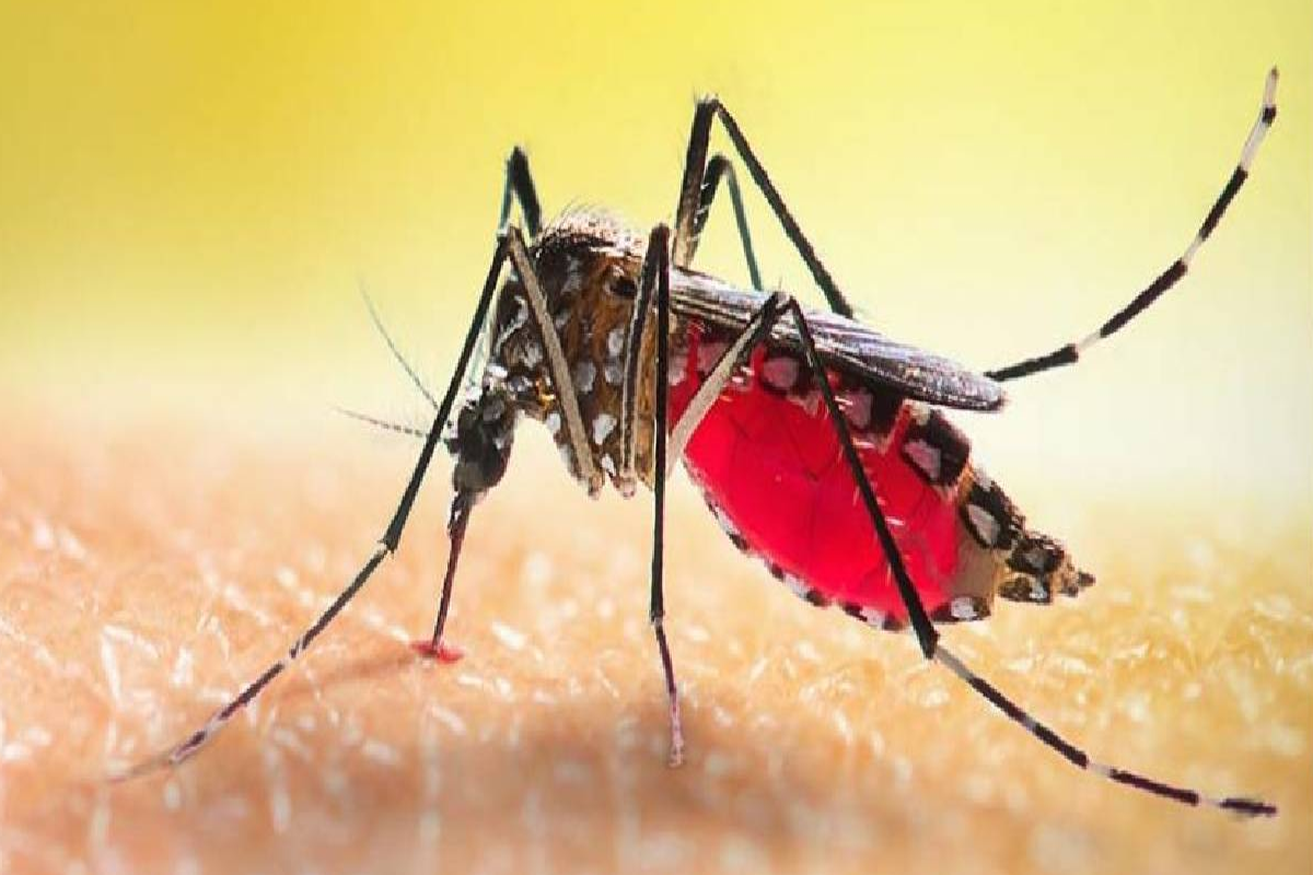 டெங்கு நுளம்பு குடம்பிகளின் அடர்த்தி அதிகரிப்பு | Increase In Density Of Dengue Mosquito Breeding டெங்கு நுளம்பு குடம்பிகளின் அடர்த்தி அதிகரிப்பு | Increase In Density Of Dengue Mosquito Breeding
