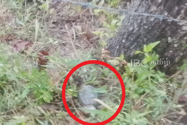 கிளிநொச்சியில் வெடிக்காத நிலையில் கண்டுபிடிக்கப்பட்ட கைக்குண்டு | Unexploded Hand Grenade Found In Kilinochchi