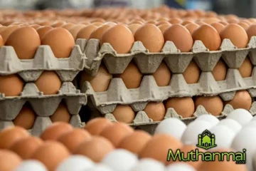 முட்டையின் விலை மீண்டும் அதிகரிப்பு