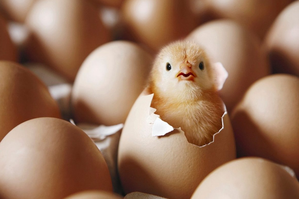 முட்டை மற்றும் கோழி இறைச்சிக்கு ஏற்பட்டுள்ள தட்டுப்பாடு! | The Shortage Of Eggs And Chicken Meat