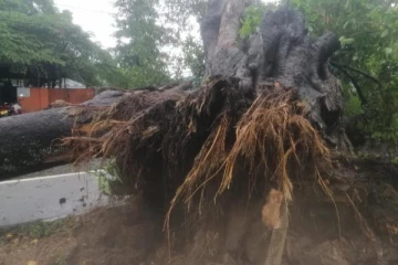வீழ்ந்தது  பல வருடங்கள் பழைமையான பாரிய மரம்!