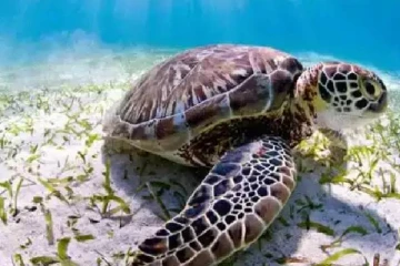 கடலாமை கறி சாப்பிட 8 குழந்தைகள் பரிதாபமாக உயிரிழப்பு: 78 முதியவர்கள் வைத்தியசாலையில்!