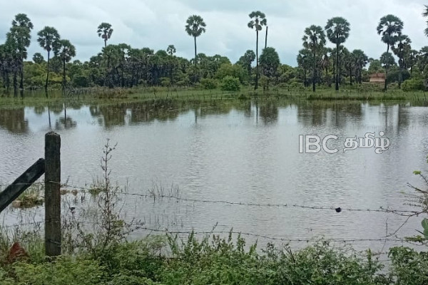 மீண்டும் கனமழை! வெள்ளத்தில் மூழ்கிய வயல் நிலங்கள் | Heavy Rains Again Flooded Fields மீண்டும் கனமழை! வெள்ளத்தில் மூழ்கிய வயல் நிலங்கள் | Heavy Rains Again Flooded Fields
