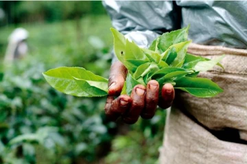 கடந்த நான்கு மாதங்களில் இலங்கை தேயிலை உற்பத்தியில் கடும் வீழ்ச்சி