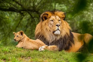 எருமைகளிடம் சிங்கிளாக சிக்கிய சிங்கம்...இப்படி ஒரு பரிதாபநிலை!