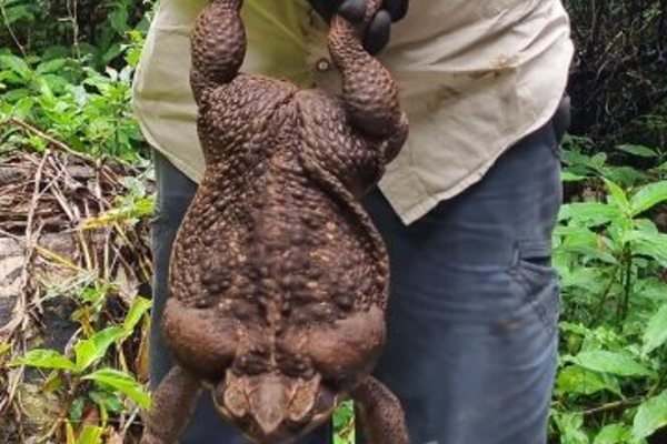 மனிதக் குழந்தையின் எடை கொண்ட ராட்சத தேரை..! | Giant Toad In The Australian Jungle
