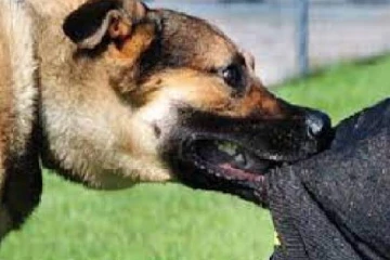 இலங்கையில் வெறிநாய்க்கடியால் அதிகரிக்கும் உயிரிழப்பு