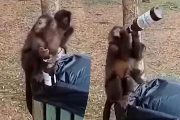 பீர் குடித்துவிட்டு குரங்குகள் செய்த அலப்பறை... சிரிப்பை ஏற்படுத்தும் காட்சி