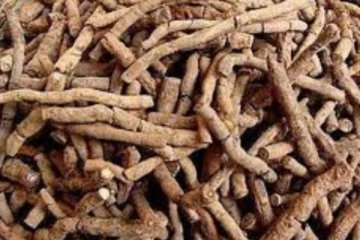 இந்த அதிசய மூலிகை வேரில் இத்தனை அற்புத பயன்களா? தண்ணீரில் ஊறவைத்துக் குடித்தால் என்ன நடக்கும் தெரியுமா?