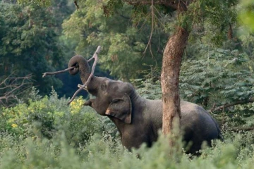 ரயில் மோதி யானைகள் உயிரிழக்கும் விவகாரம் - சென்னை உயர்நீதிமன்ற நீதிபதிகள் நேரில் சென்று ஆய்வு