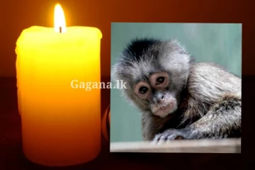 එංගලන්තයේ පත්තරේකත් ගිය.. ලංකාවටම කරන්ට් කැපුව.. මාලිමාවේ වඳුරු කතාව..(VIDEO)