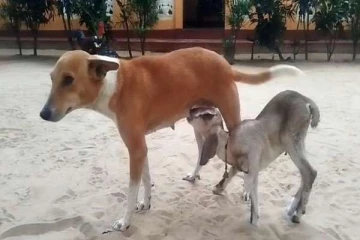 யாழில் நடந்த நெகிழ்ச்சி சம்பவம் ; ஆட்டுக்குட்டிக்கு பால் கொடுக்கும் நாய்