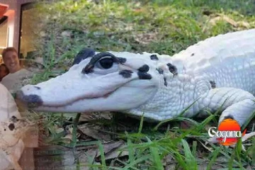 මෙහෙම කිඹුලෙක් මීට කලින් දැකලා තියනවද?