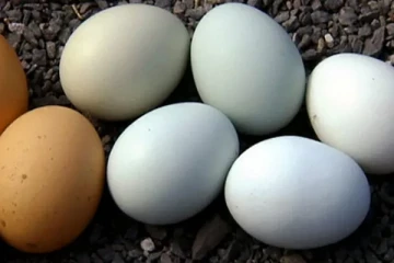 முட்டை விலை 10 ரூபாவால் குறைப்பு!