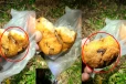 முட்டை ரொட்டியில் இரும்புக் கம்பி துண்டு ; வடையில் வெட்டுக்கிளி; வாடிக்கையாளர் அதிர்ச்சி!