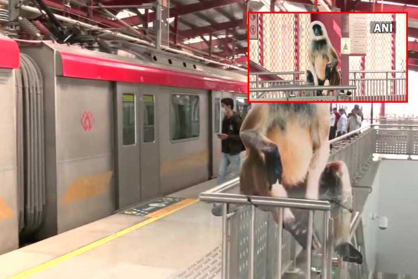 குரங்குகளை விரட்ட மெட்ரோ நிர்வாகம் செய்த அதிரடி - என்ன தெரியுமா? | Up Metro Administration Planed For Monkey Chase