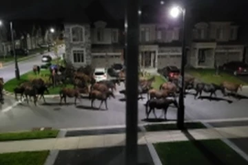 பண்ணையிலிருந்து தப்பித்த குதிரைகளினால் கனேடியருக்கு நேர்ந்த நிலை