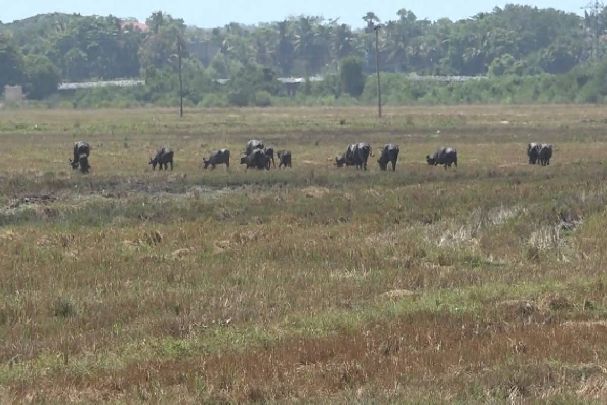 வரட்சியால் வற்றியுள்ள குளங்கள் - நீர்த்தாங்கிகள் மூலம் குடிநீர் வழங்க ஏற்பாடு | Drought Dries Ponds Water Tanks 25 000L Supply