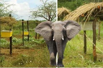 அமெரிக்க விவசாயிகள் செய்யும் அட்டகாசமான செயல்: யானையை எப்படி மிரள வைப்பார்கள் தெரியுமா? சுவாரசிய தகவல்