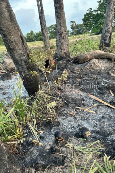 கிளிநொச்சியில் காவல்துறையினரின் உச்சக்கட்ட அசமந்த போக்கு! | Palmyrah Trees Burned In Kilinochchi